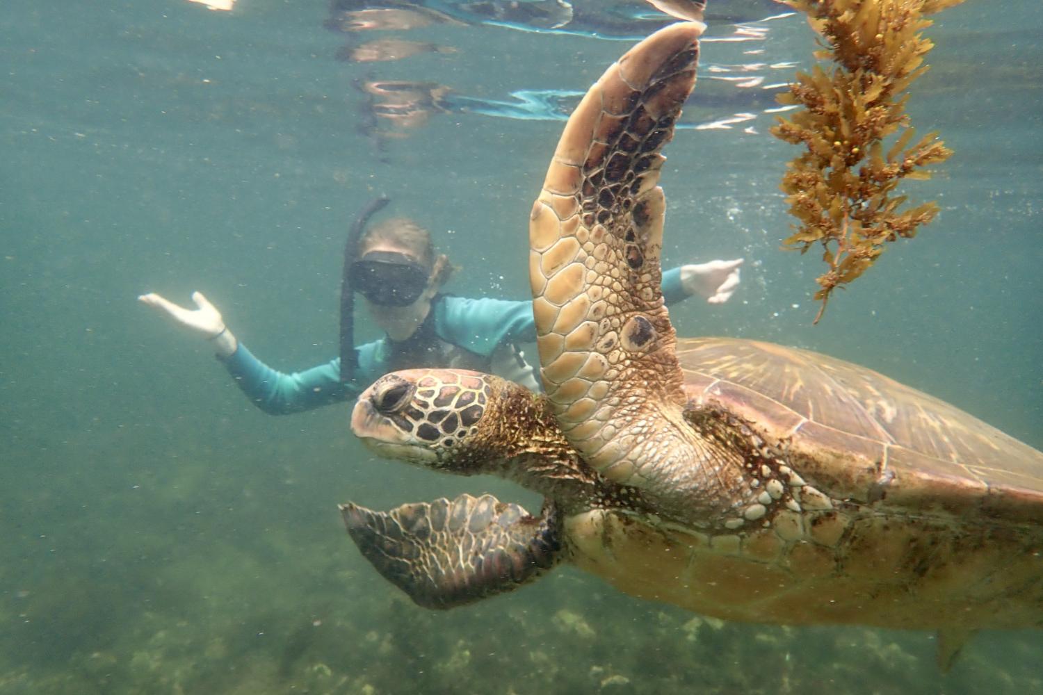 一名<a href='http://5fph.createyourpathtojoy.com'>bv伟德ios下载</a>学生在Galápagos群岛游学途中与一只巨龟游泳.